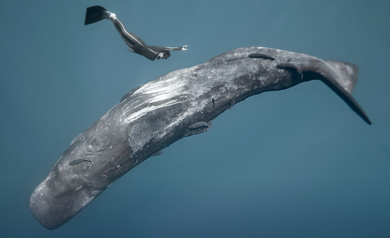 L’OCEANO TORNA A EMOZIONARE: AL VIA LA NONA EDIZIONE DELL’OCEAN FILM FESTIVAL WORLD TOUR ITALIA