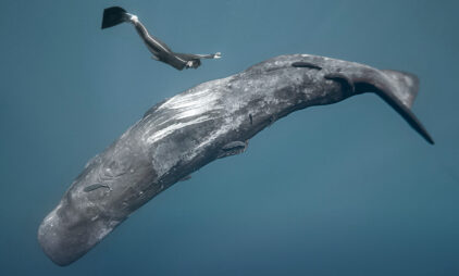 L’OCEANO TORNA A EMOZIONARE: AL VIA LA NONA EDIZIONE DELL’OCEAN FILM FESTIVAL WORLD TOUR ITALIA