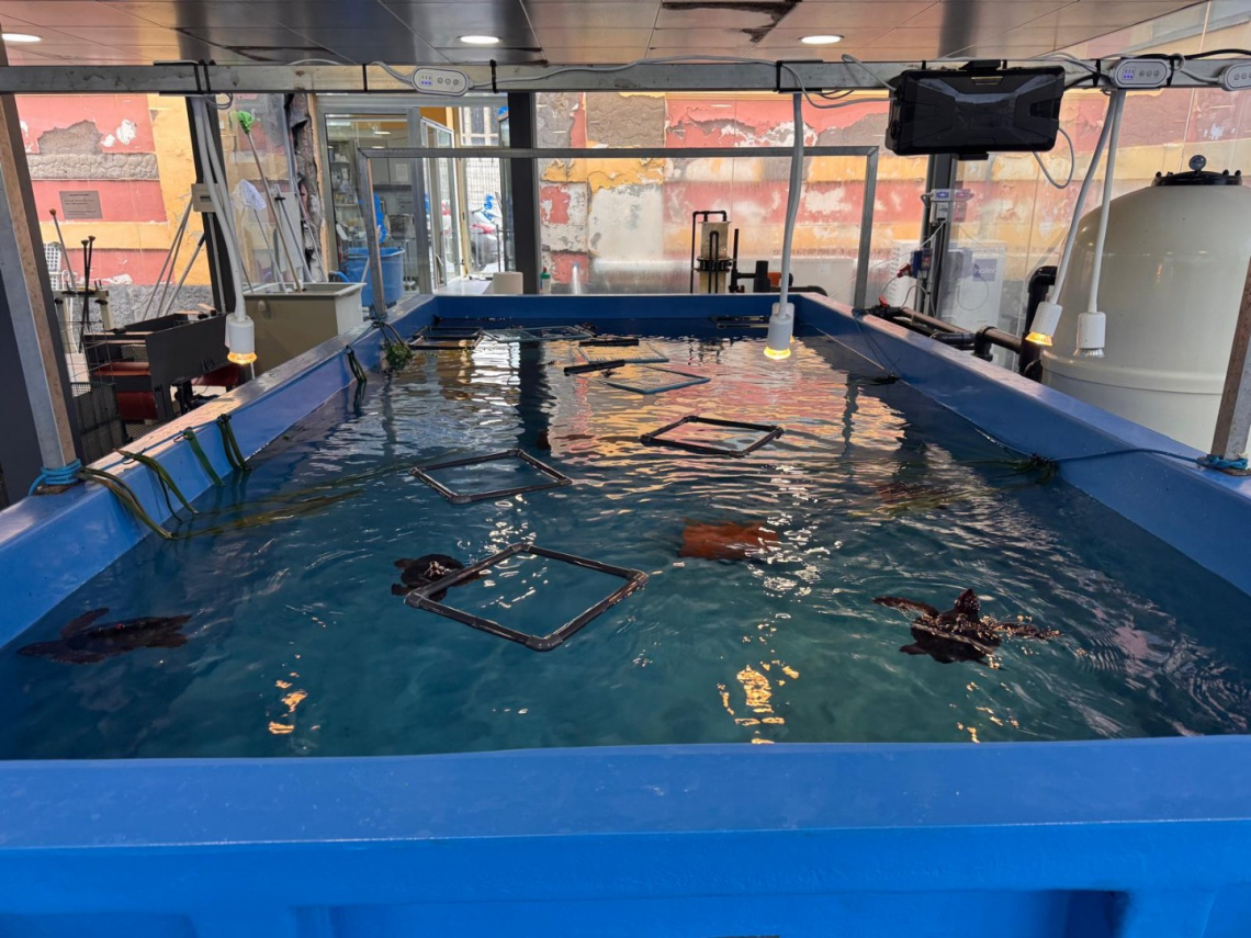 Mini satelliti su tartarughe Caretta caretta: il 25 maggio la liberazione a Ventotene