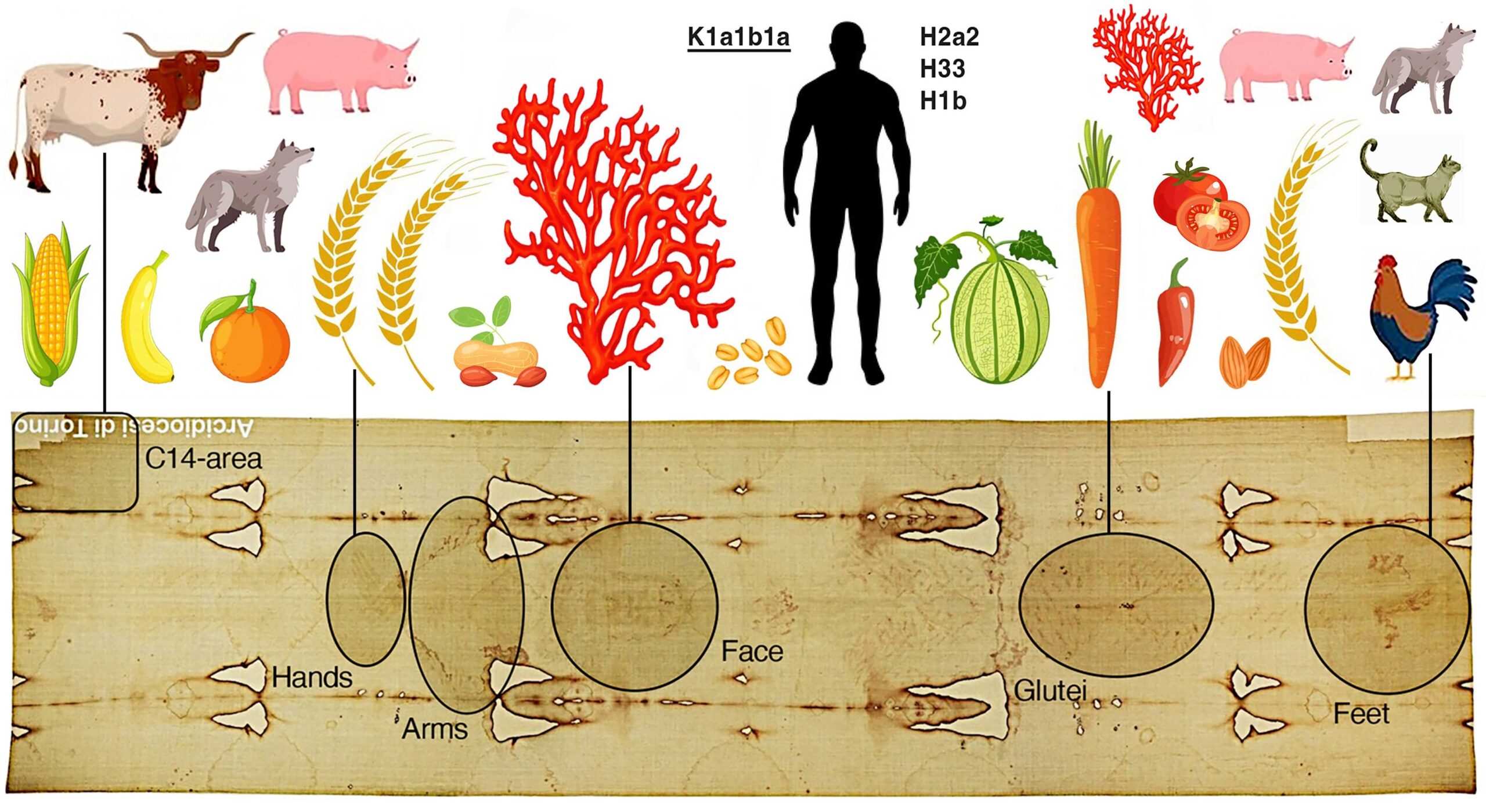 LA STORIA RECENTE DELLA SINDONE SVELATA DAL DNA 